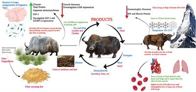 “The Yak”—A remarkable animal living in a harsh environment: An overview of its feeding, growth, production performance, and contribution to food security